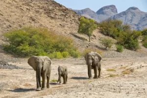 Desert-adapted Elephants in Namibia